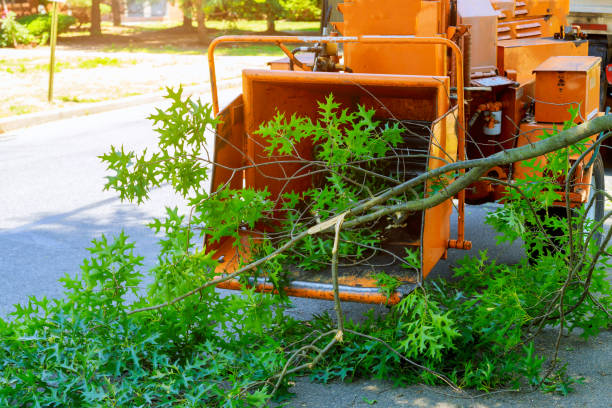 Leaf Removal